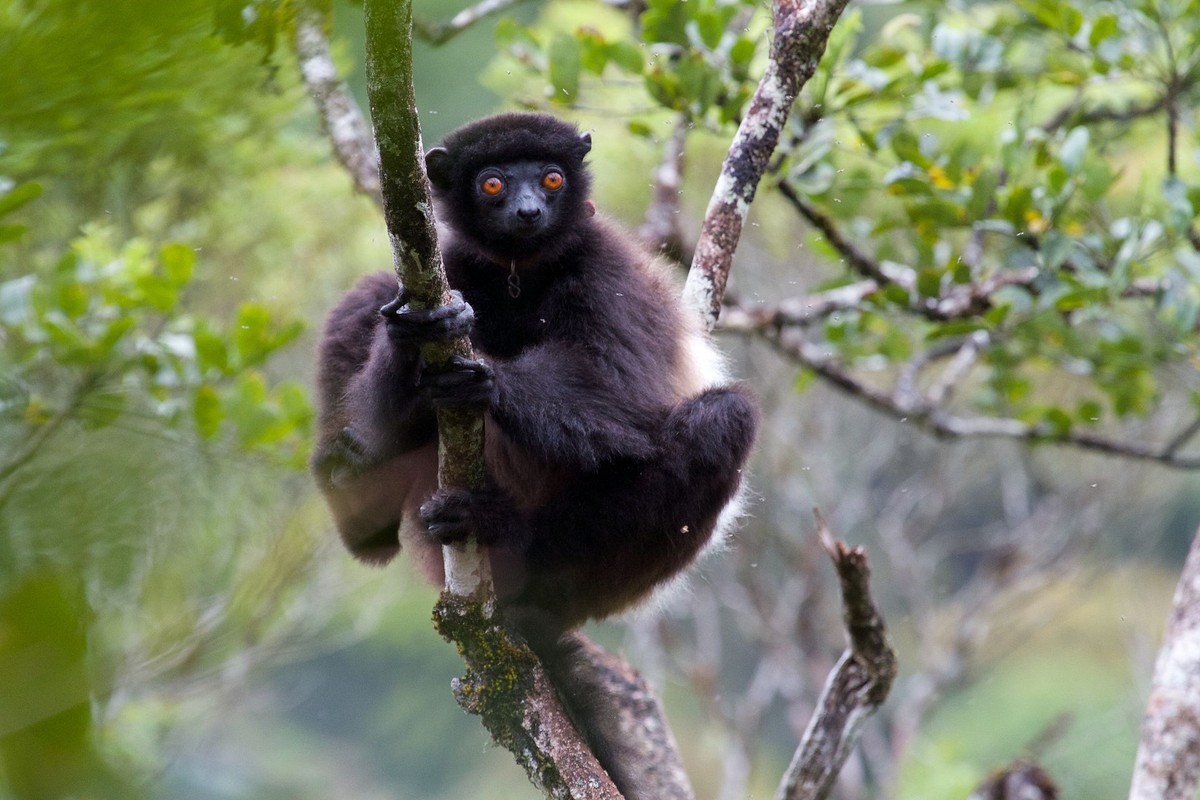 Vượn cáo lông mượt nâu đen (Propithecus edwardsi) dài 42-52 cm, sống theo các gia đình nhỏ ở Đông Nam Madagascar.  Loài vượn cáo này có ngón cái đối diện lớn để bám vào thân cây.