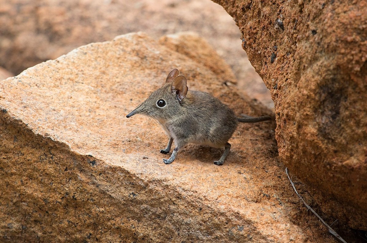 Chuột vòi Bushveld (Elephantulus intufi) dài 9-11 cm, phân bố rộng ở khu vực cây bụi khô phía Nam châu Phi.  Loài chuột vòi này chiếm cứ các lãnh thổ rộng lớn, chiến đấu quyết liệt để chống lại sự cạnh tranh của các cá thể cùng giới.