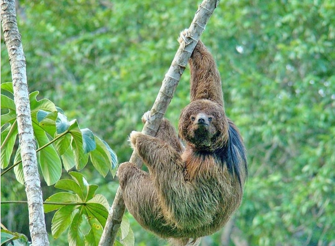  Lười ba ngón có bờm (Bradypus torquatus) dài 45-50 cm, là loài động vật bản địa của Brazil. Chúng có bộ lông dài, sẫm màu - đặc biệt là xung quanh đầu và cổ - nơi thường có tảo, bét và nhậy bám vào. Các loài lười không có răng cửa hay răng nanh mà chỉ có một số răng không chân, hình ống dùng để nghiền thực vật.