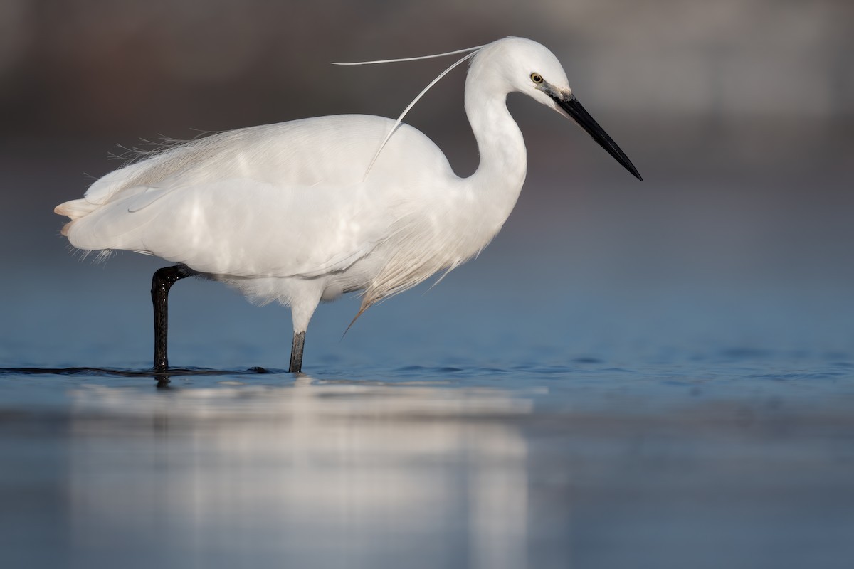 Cò trắng (Egretta garzetta) dài 55-56 cm, là loài định cư phổ biến tại nam Bộ, trú đông tương đối phổ biến trong cả nước. Sinh cảnh của chúng là các vùng đất ngập nước, nơi canh tác.