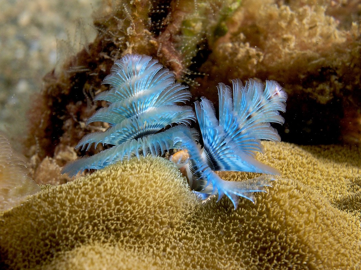 Giun cây giáng sinh (Spirobranchus giganteus) dài 4-7 cm, phân bố rộng ở các rạn san hô nhiệt đới. Loài  giun đốt này có đặc điểm nổi bật là các vòng xúc tu xoắn ốc dùng để lọc thức ăn và ôxi.