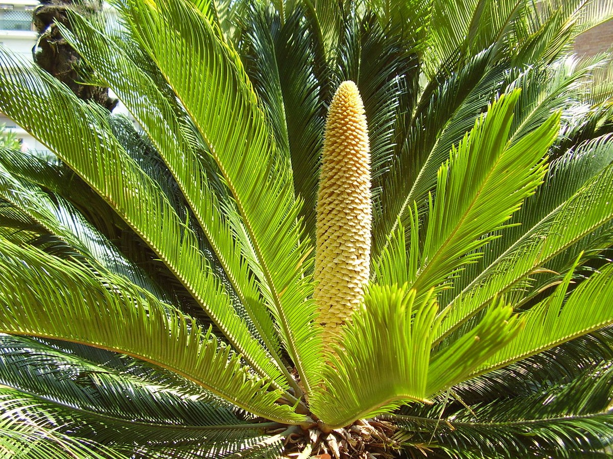 Vạn tuế (Cycas revoluta) cao 3 mét, là thực vật bản địa ở miền Nam Nhật Bản.  Loài tuế có hình dạng giống các cây họ Cau này có lá cứng vươn thẳng, thân phân nhánh khi trưởng thành. Chúng đã được đưa đến khắp thế giới để làm cây cảnh.