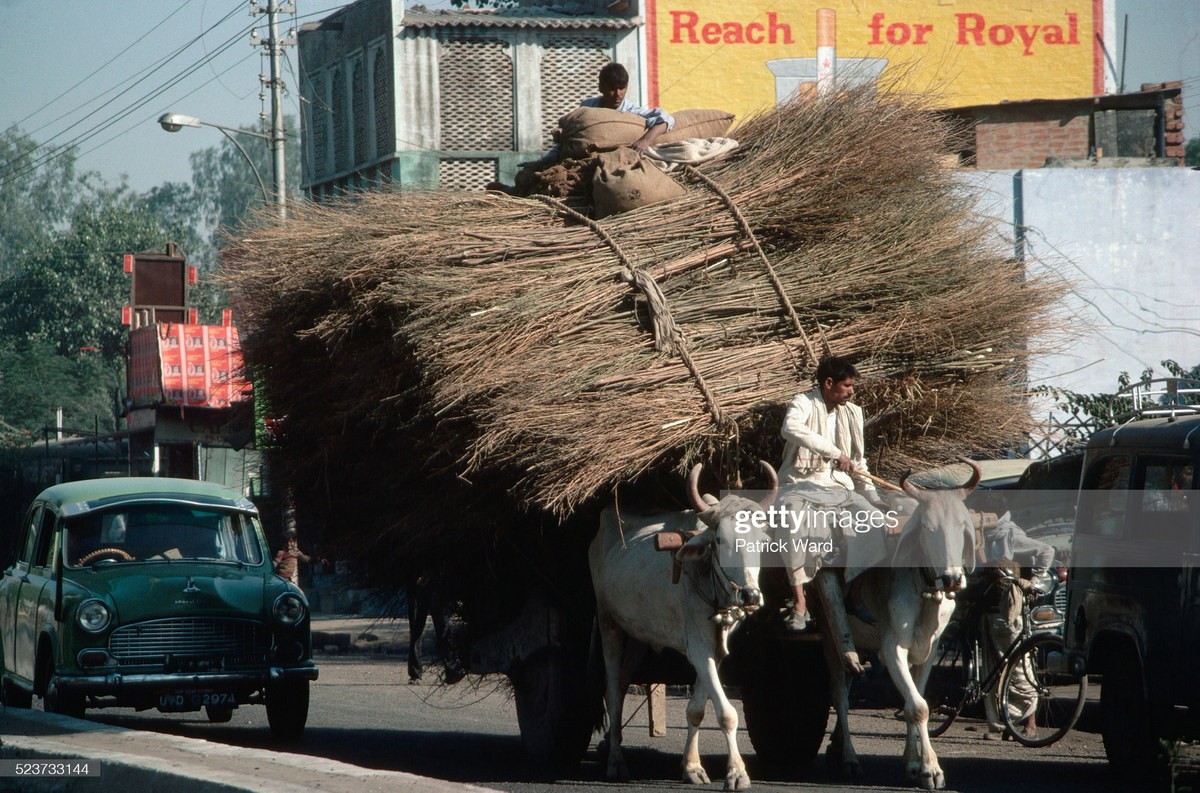 Xe bò chở cành khô trên tuyến đường Delhi - Agra,  Ấn Độ năm 1970. Ảnh: Patrick Ward/ Getty Images.