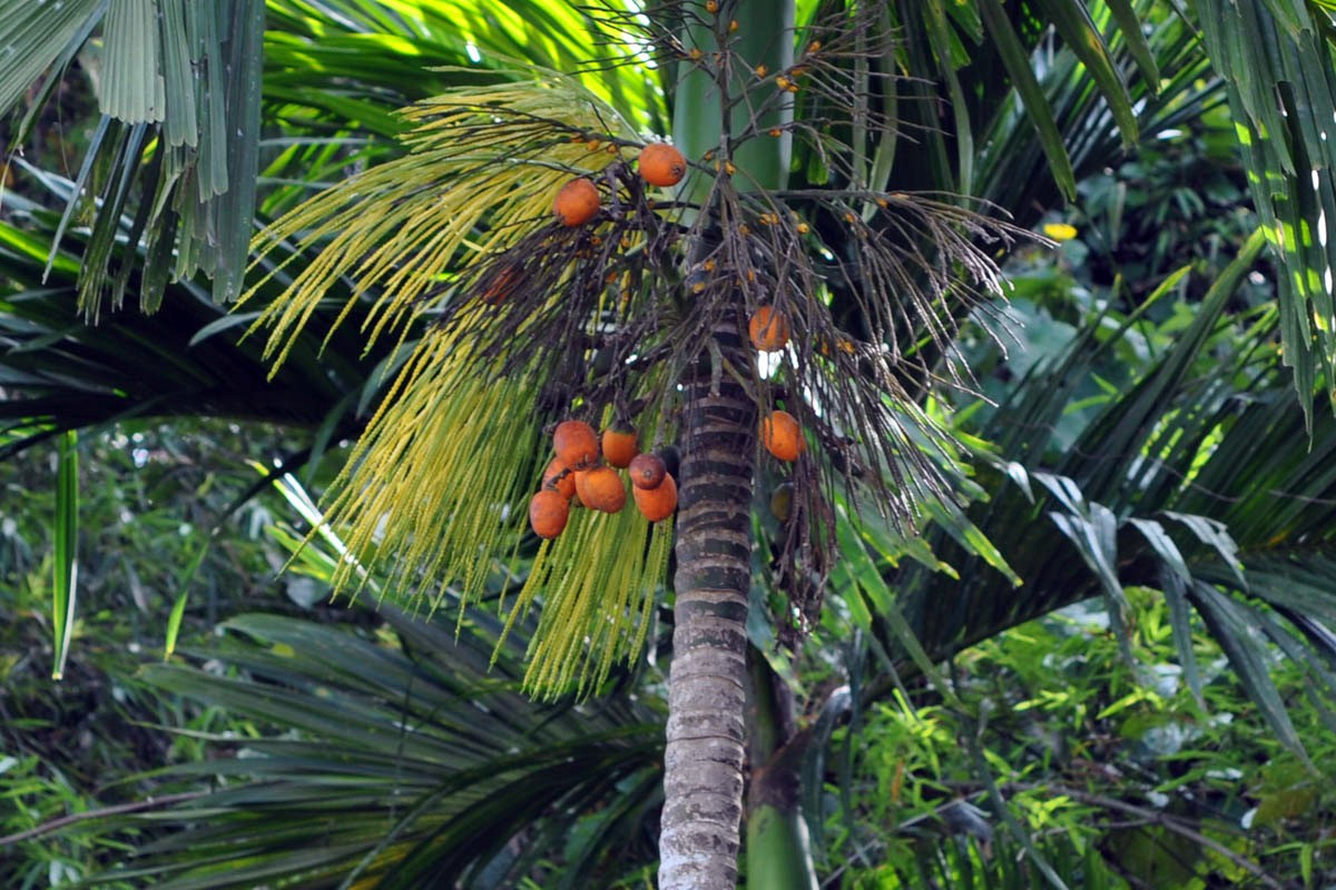  Cau (Areca catechu) cao 25 mét, là loài cây bản địa Đông Nam Á, được trồng ở nhiều nơi để lấy hạt. Hạt cau tiết ra một chất kích thích thần kinh khi nhai.