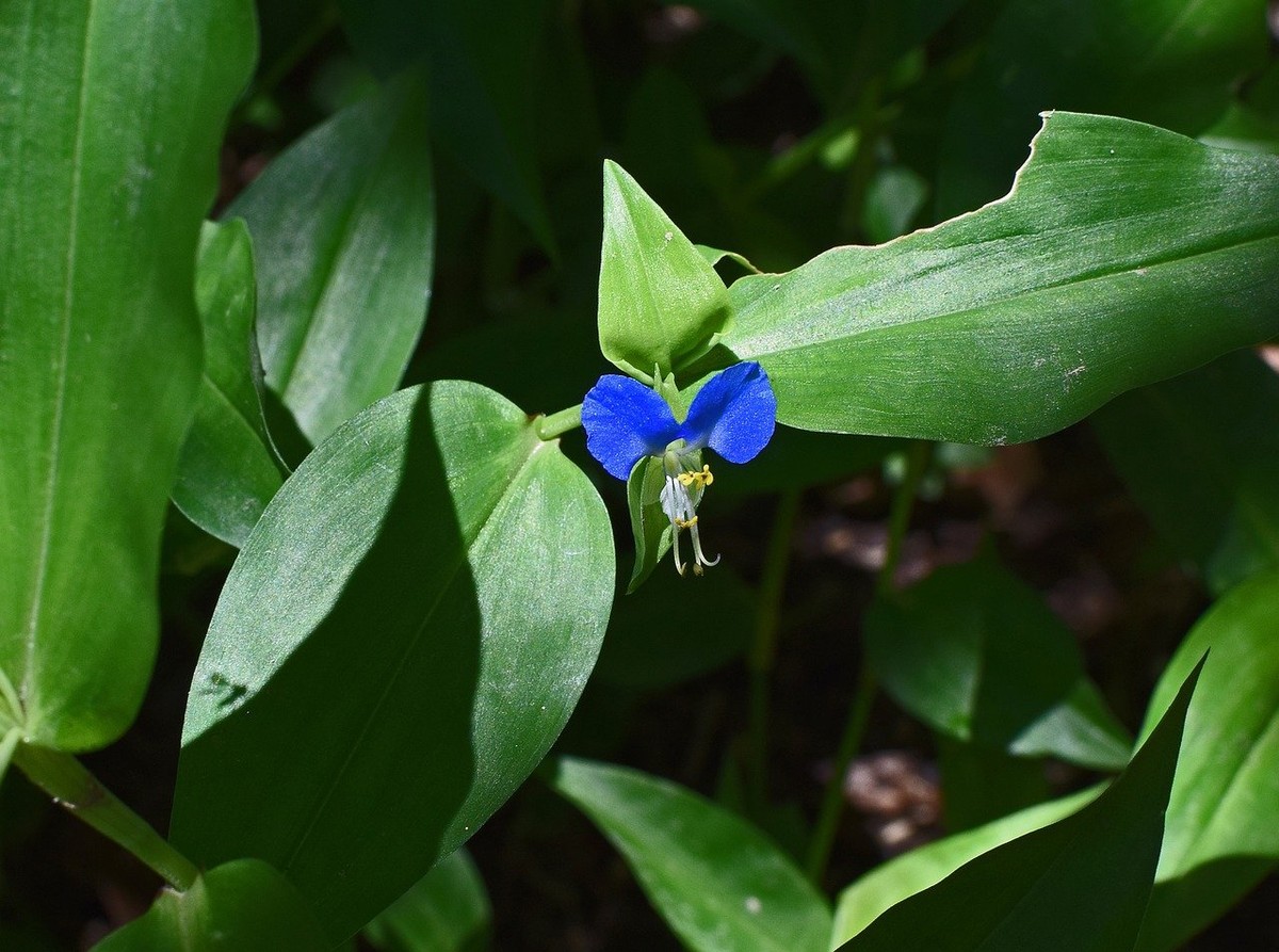 Rau trai hay  thài lài châu Á (Commelina communis) dào 60 cm, phân bố rộng từ châu Á đến Bắc Mỹ. Loài cây mọc rất nhanh và phát triển tốt trong các khu vườn bị bỏ hoang. Chúng có thể được dùng làm thực phẩm.