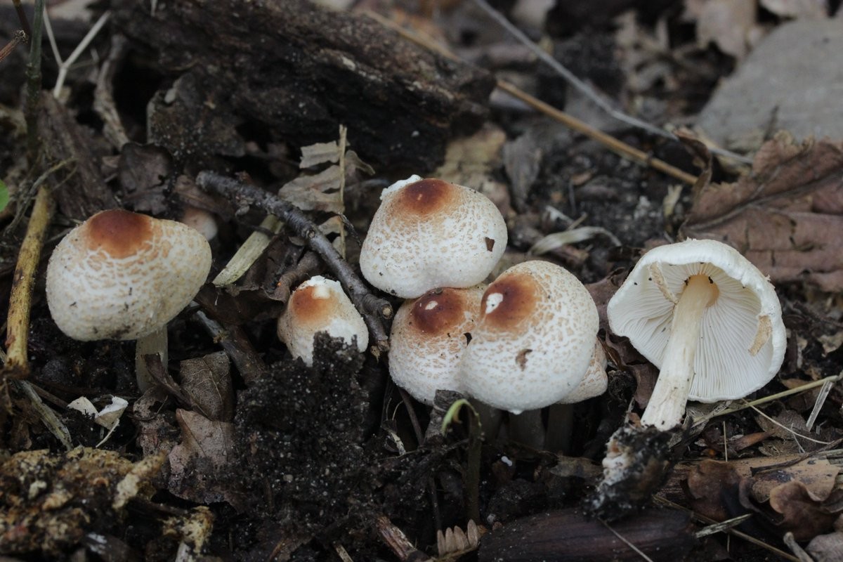 Nấm tản vảy hôi (Lepiota cristata) dài 1-4 cm, phân bố ở lục địa Á - Âu và bắc Mỹ. Loài  nấm phổ biến trong rừng và đồng cỏ này có mùi như cao su.