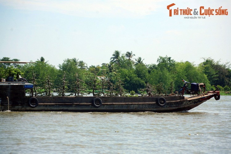 Là một cù lao nổi giữa sông Mỹ Tho (một đoạn của sông Tiền) thuộc xã Tân Thạch, huyện Châu Thành, Bến Tre,  cồn Phụng hay cồn Tân Vinh là một địa danh du lịch nổi tiếng của miền Tây Nam Bộ.