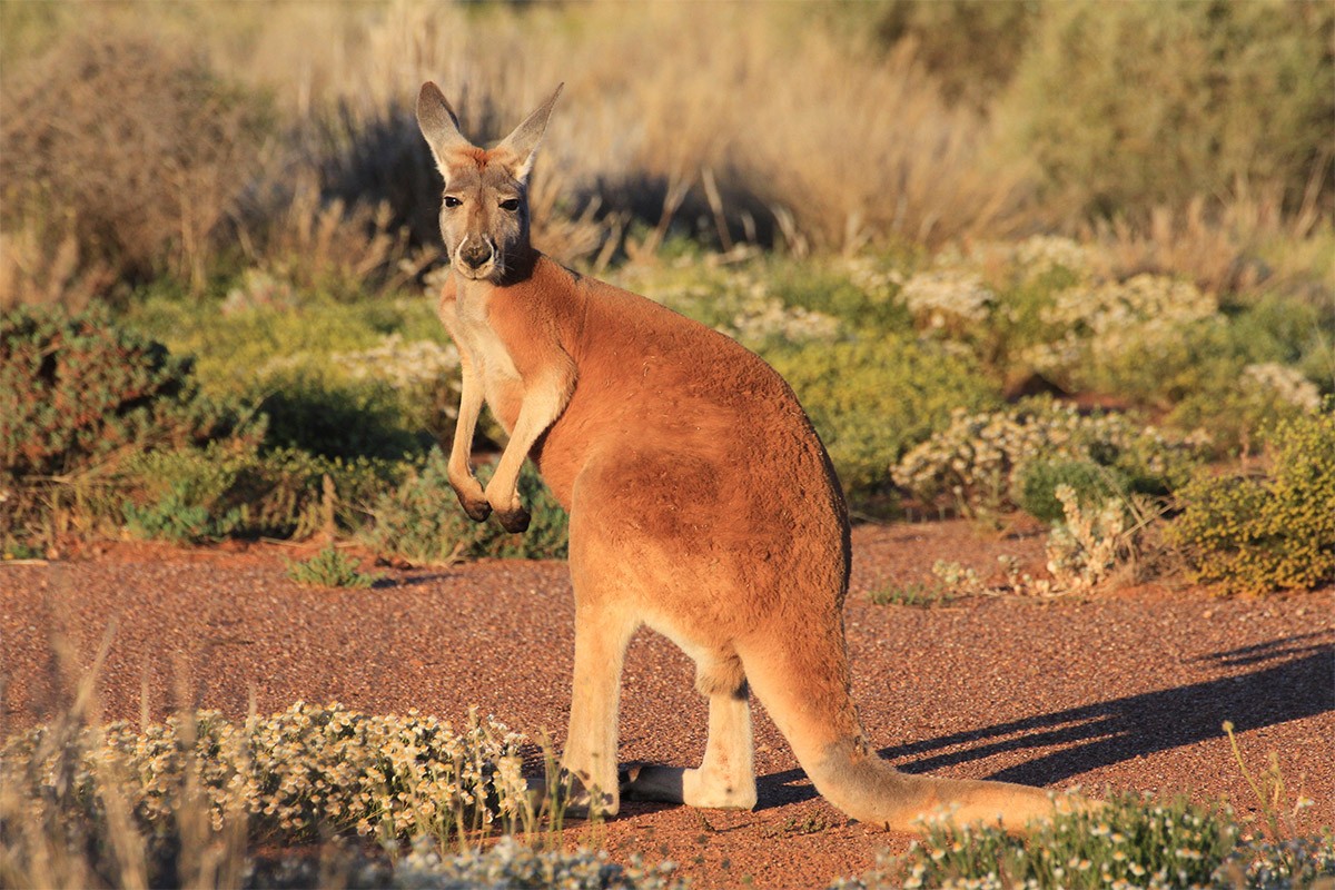 Kangaroo đỏ (Macropus rufus) cao 1-1,6 mét, phân bố rộng tại Australia. Là loài thú có túi lớn nhất còn tồn tại, chúng sống trong các sinh cảnh hoang mạc và đồng cỏ xavan.