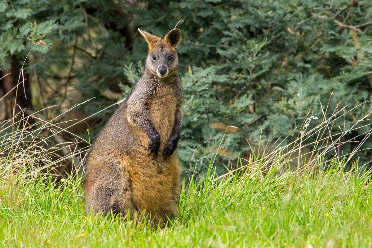 Wallaby đầm lầy (Wallabia bicolor) cao 66-85 cm, sống trong các sinh cảnh rừng nhiệt đới, ôn đới và đầm lầy ở Đông Australia. Loài chuột túi này có màu sẫm hơn hầu hết các loài wallaby khác.