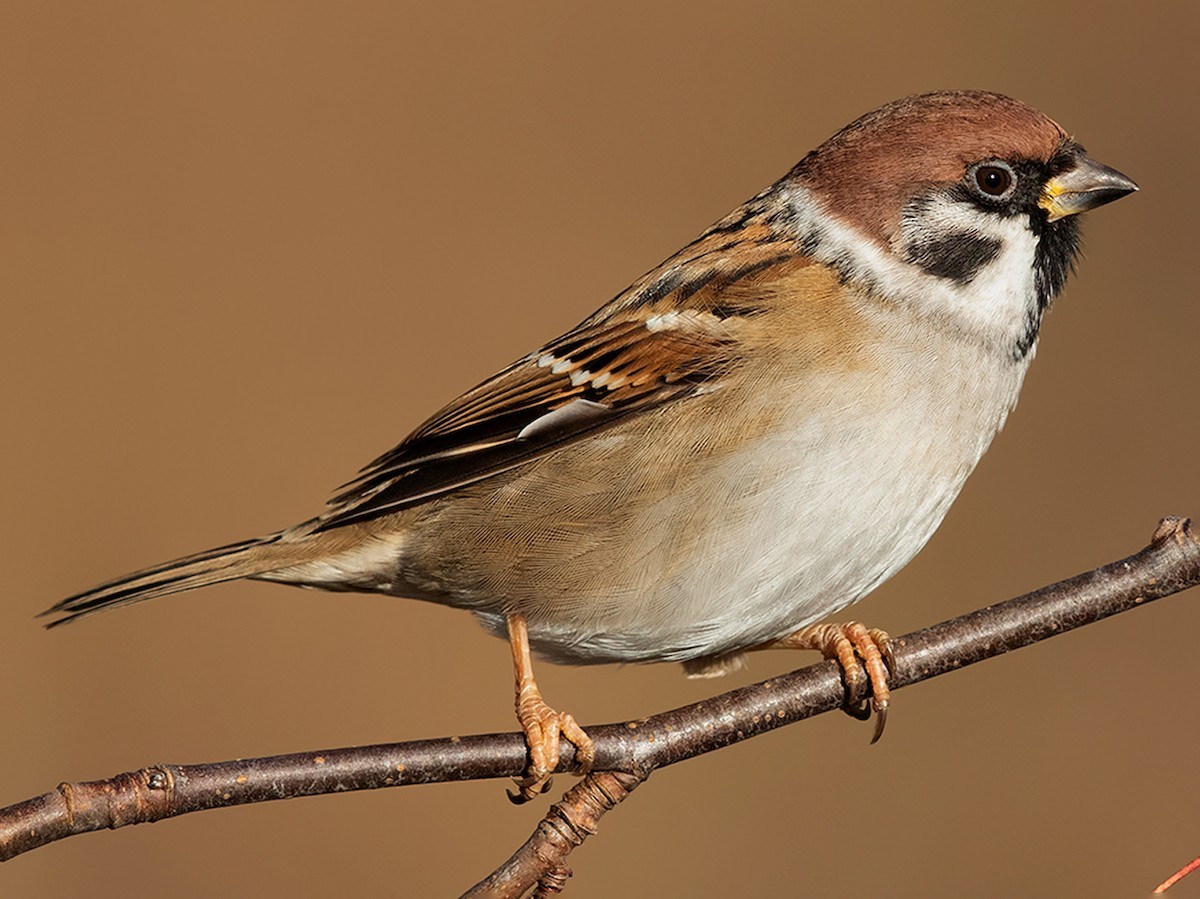 Sẻ Á - Âu hay sẻ thông thường (Passer montanus) dài 14-15 cm, là loài định cư phổ biến trong cả nước. Loài chim sẻ dễ bắt gặp này sống ở các khu vực thành thị, các sinh cảnh khác có con người sinh sống, canh tác. Ảnh: eBird.