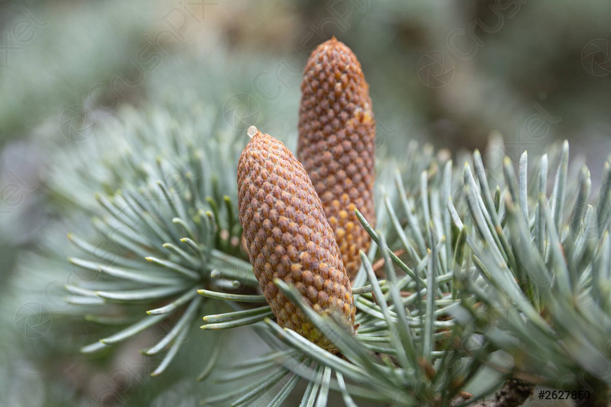 Vân sam Colorado (Picea pungens) cao 35 mét, là thực vật bản địa ở các dãy núi miền Tây của Bắc Mỹ. Loài  cây lá kim này có lá màu xanh xám, đầu lá có gai nhọn này là cây cảnh được ưa chuộng ở xứ ôn đới.