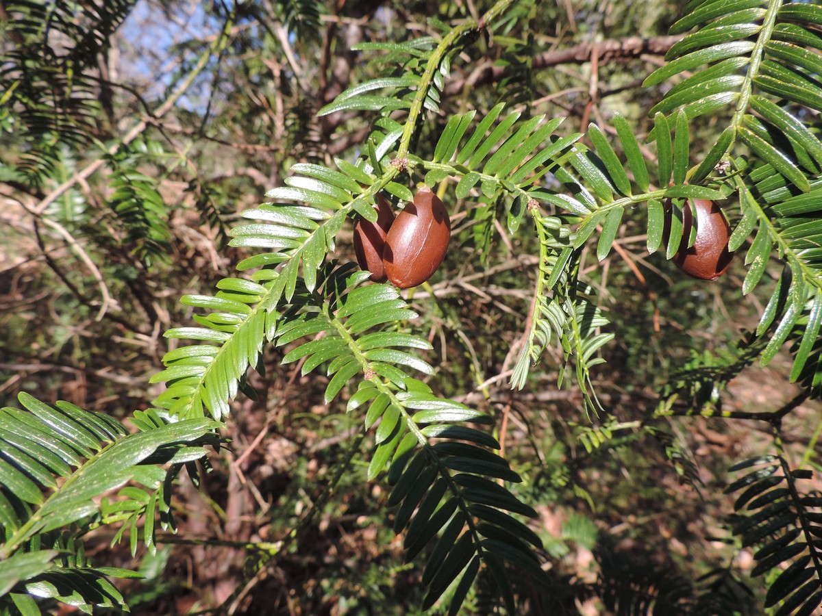 Đỉnh tùng (Cephalotaxus fortunei) cao 9 mét, mọc ở các khu rừng trên núi miền Đông và Trung Trung Quốc. Loài  cây lá kim này phân cành dày đặc, nón dạng quả thịt chuyển màu nâu khi chín, có thể khiến nhiều người lầm tưởng chúng là cây hạt kín.