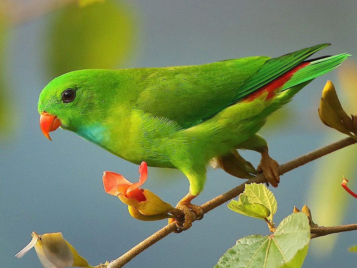 Vẹt lùn (Loriculus vernalis) dài 14 cm, phân bố từ Quảng Trị trở vào Nam, nhiều nhất là ở Tây Nguyên. Ảnh: eBird.