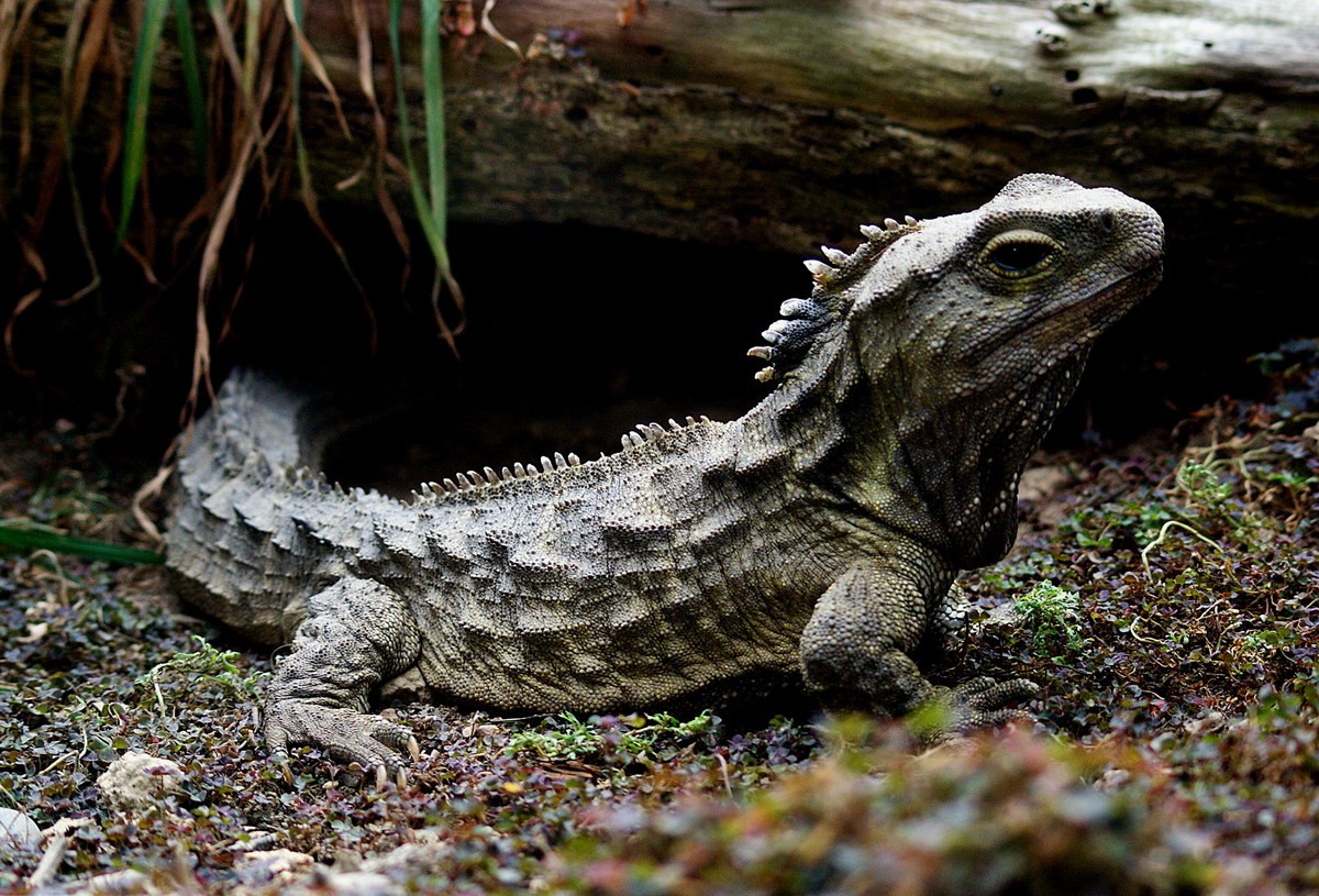 Tuatara là tên gọi của một loài bò sát đặc hữu của New Zealand. Dù có bề ngoài trông giống thằn lằn, chúng thuộc một bộ bò sát riêng biệt được gọi là Rhynchocephalia, ngang hàng với bộ Crocodilia (Cá sấu), Squamata (Có vảy - rắn và thắn lằn) và Testudines (Rùa).