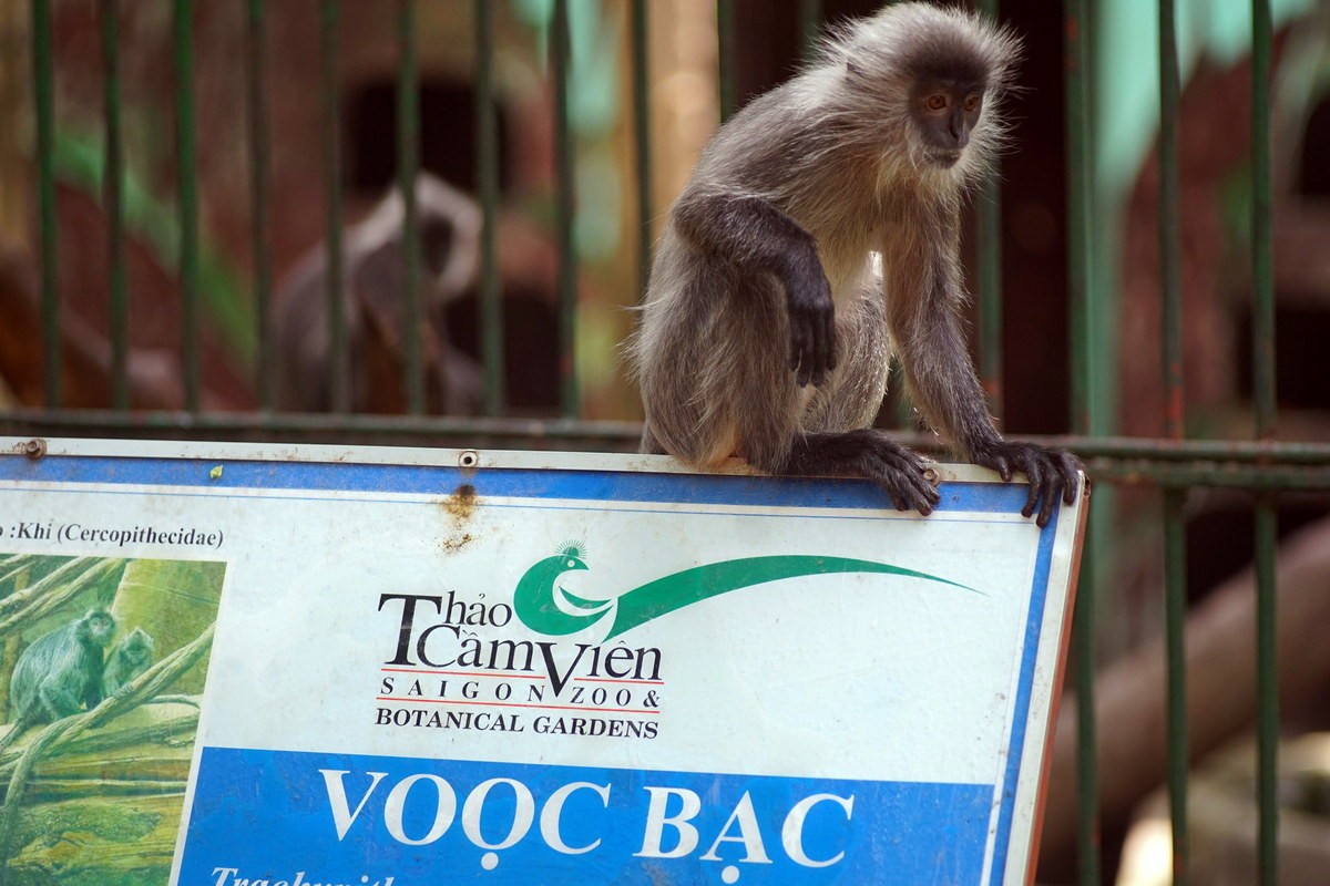  Voọc bạc Đông Dương hay voọc mào (Trachypithecus germaini caudalis) là một phân loài của voọc bạc, được ghi nhận tại một số khu vực ở Tây Nguyên và Nam Bộ. Loài này được xếp loại Sẽ nguy cấp trong Sách Đỏ Việt Nam, Nguy cấp trong Sách Đỏ IUCN.