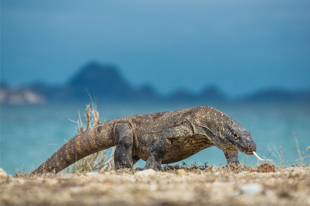 Sinh sống trên các đảo Komodo, Rinca, Flores và Gili Motang của Indonesia,  rồng Komodo (Varanus komodoensis) là thành viên của họ Kỳ đà (Varanidae), được coi là loài thằn lằn lớn nhất còn tồn tại trên thế giới cho đến nay.