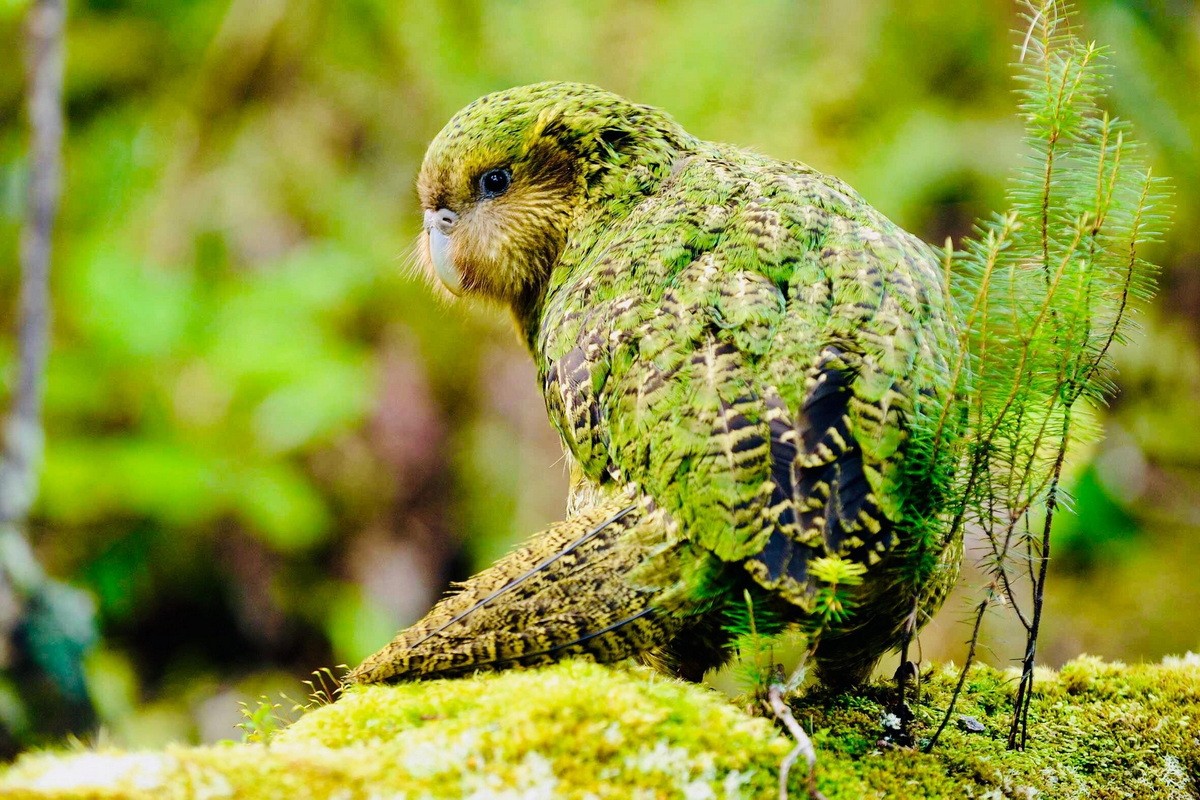 Kakapo hay vẹt cú (Strigops habroptilus) là tên gọi của một loài vẹt sở hữu nhiều đặc điểm kỳ lạ, chỉ có ở đất nước New Zealand. Tên gọi  vẹt Kakapo của chúng xuất phát từ ngôn ngữ của người Maori bản địa, nghĩa là “vẹt đêm”.