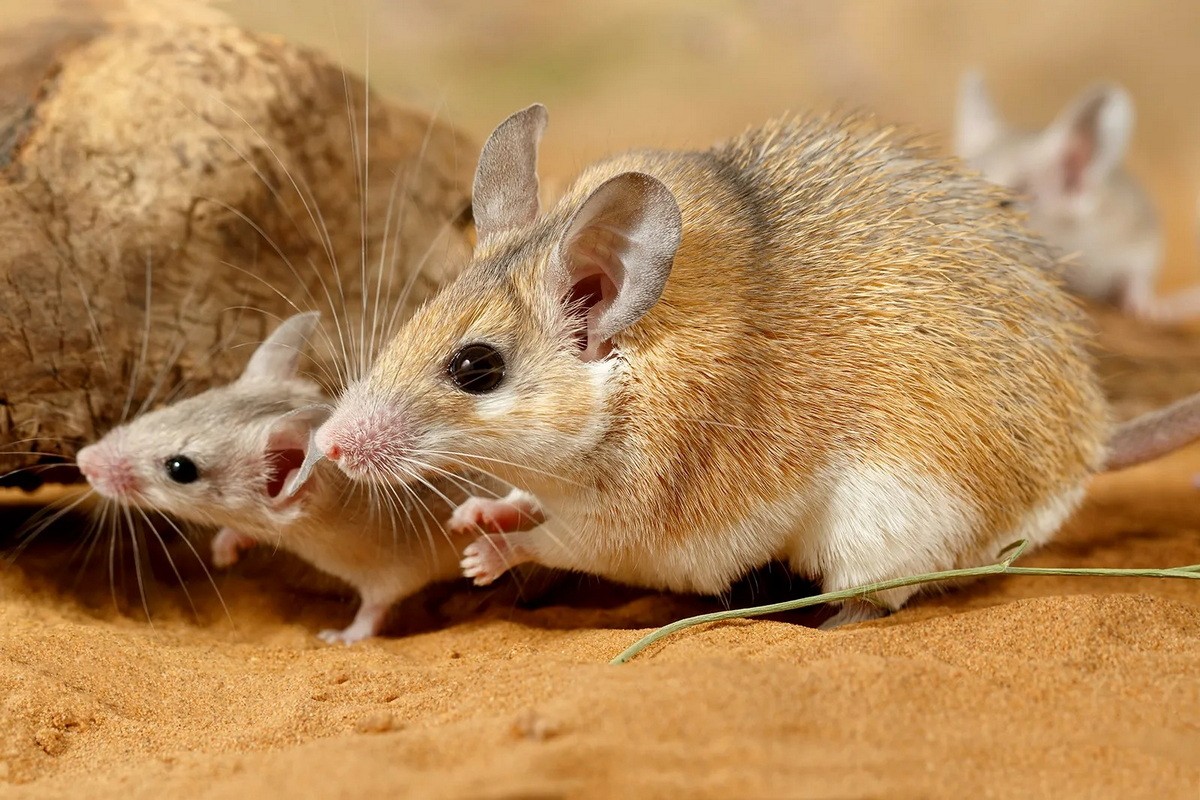 Chuột lông kim Bắc Phi (Acomys cahirinus) dài 7-12 cm, được ghi nhận ở các quốc gia Bắc Phi.  Loài chuột hoang dã này có lông cứng trên cơ thể để bảo vệ lớp da rất mỏng, cho phép làm mát dễ dàng trong sinh cảnh nóng, khô.