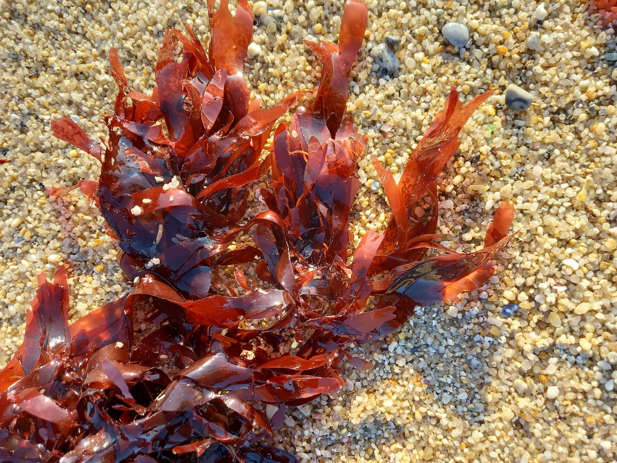 Tảo Dulse (Palmaria palmata) dài 50 cm, phân bố ở Bắc Thái Bình Dương và Đại Tây Dương. Loài  tảo đỏ này là thực phẩm quan trọng ở Bắc Âu, là nguồn cung cấp chất xơ và vitamin cho cộng đồng cư dân trong nhiều thế kỷ qua.