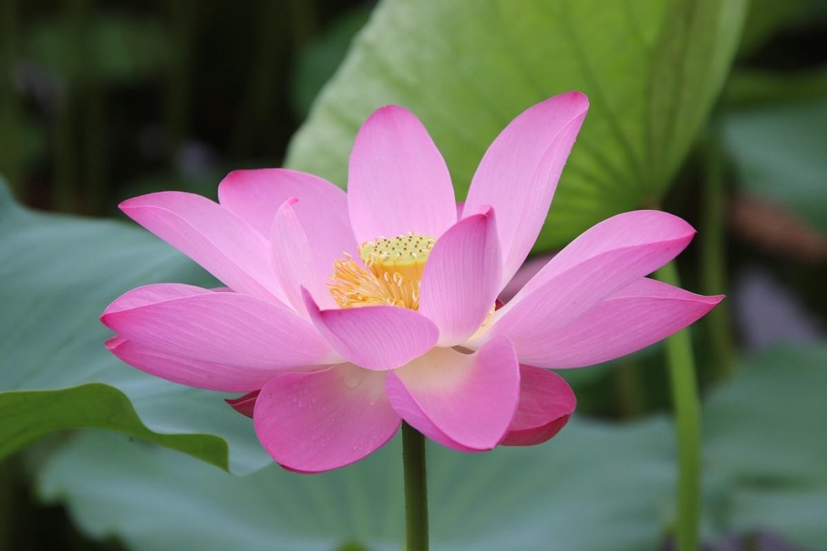  Việt Nam và Ấn Độ:  Hoa sen (Nelumbo nucifera).