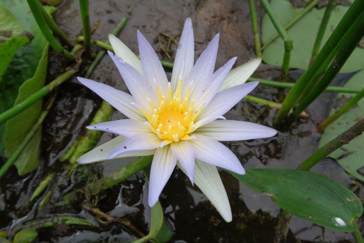  Sri Lanka:  Hoa súng sao xanh (Nymphaea stellata).