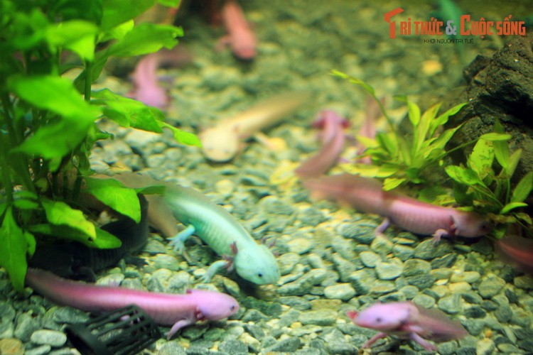 Là loài động vật đặc hữu của đất nước Mexico,  axolotl hay kỳ giông Mexico (Ambystoma mexicanum) được coi là loài động vật lưỡng cư kỳ lạ bậc nhất thế giới. (Ảnh trong bài chụp tại một trung tâm thương mại ở Hà Nội).