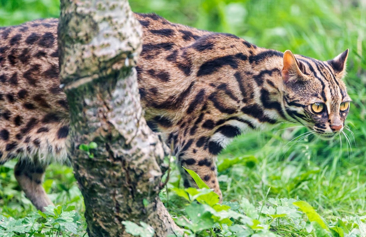  Mèo rừng hay mèo báo (Prionailurus bengalensis) là một loài động vật họ mèo xuất hiện khá phổ biến tại các khu vực trung du và miền núi của Việt Nam. Ảnh: Sci.news.