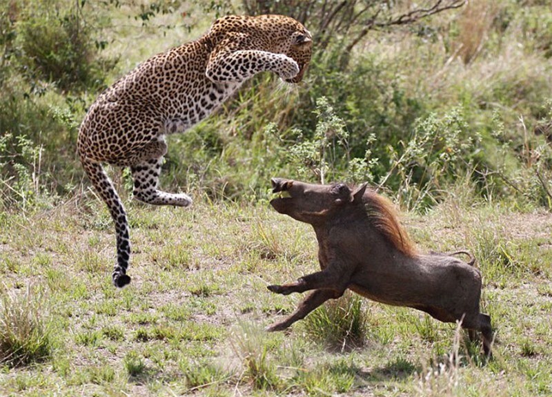 Trong khi đang tham quan vườn quốc gia Masai Mara ở Kenya, nhiếp ảnh gia Peter Thompson đã ghi lại được một khoảnh khắc rất hiếm trong thế giới động vật hoang dã. Đó chính là cảnh tượng lợn bướu ác chiến với báo hoa mai để giành sự sống.