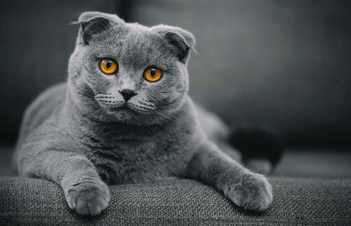 Mèo tai cụp (Scottish Fold) là một  giống mèo nhà có đột biến gen trội tự nhiên ảnh hưởng đến sụn khắp cơ thể, khiến tai “gập” lại, cụp xuống phía trước đầu. Điều này khiến chúnghay được mô tả là có ngoại hình “giống cú mèo”.