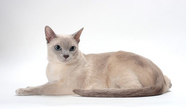  Mèo Tonkinese hay mèo Bắc Kỳ là một giống mèo nhà nổi tiếng, được ưa chuộng tại nhiều quốc gia Âu - Mỹ.