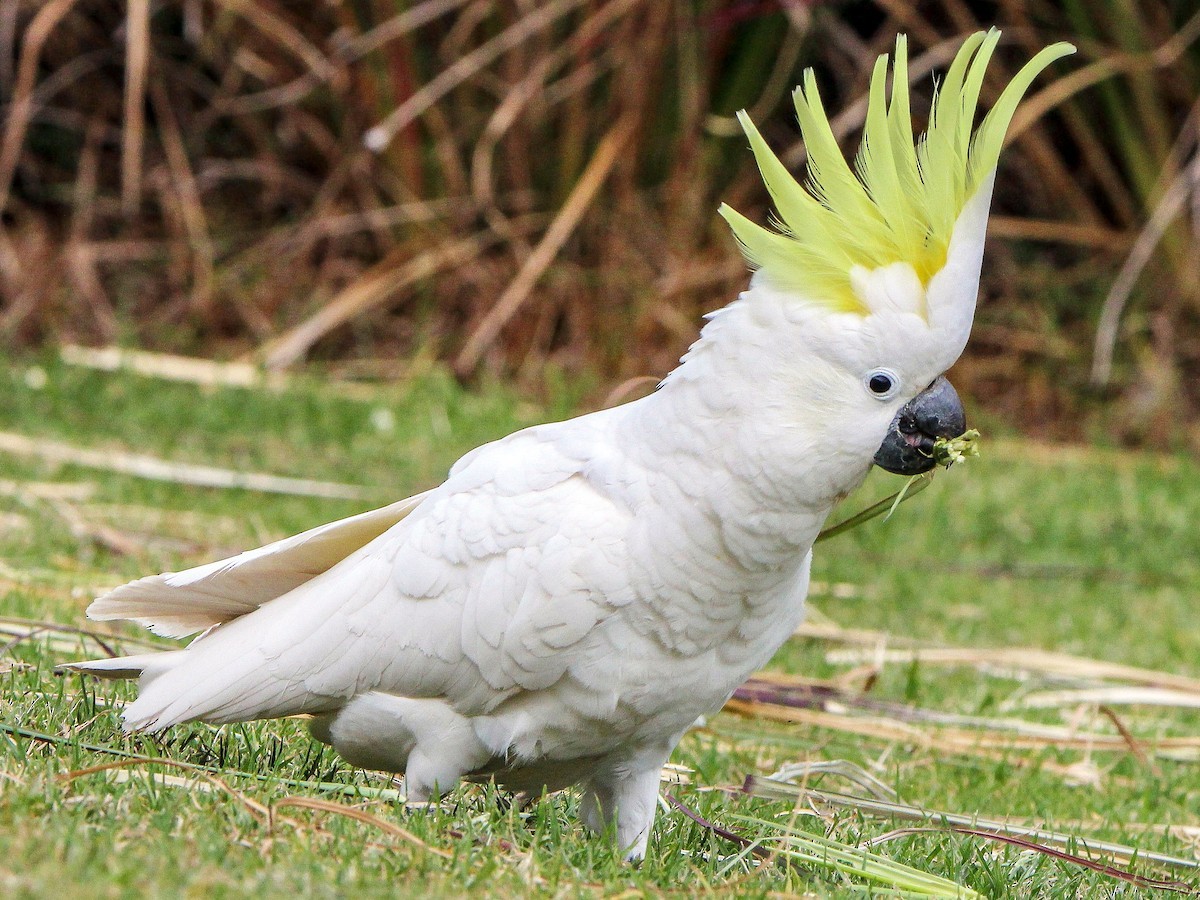 Vẹt mào vàng (Cacatua galerita) dài 19 cm, sống ở New Guinea và Australia. Loài vẹt có tiếng kêu chói tai này là vật nuôi phổ biến trên thế giới, được biết đến với tính cách hiếu động, tò mò, quấn quýt với chủ nuôi. Ảnh: eBird.