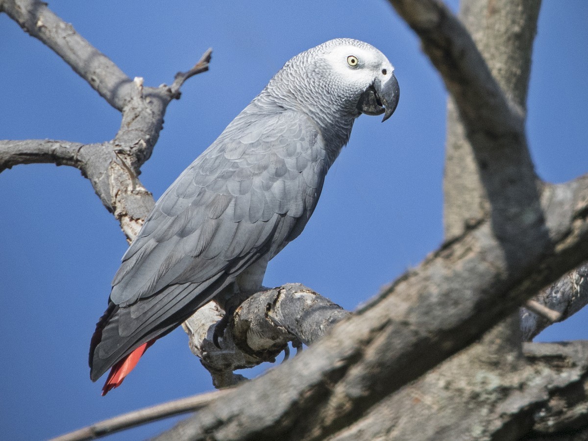 Vẹt xám (Psittacus erithacus) dài 33 cm, sống ở các khu rừng mưa châu Phi. Nổi tiếng nhờ trí thông minh và khả năng bắt chước tiếng người, loài vẹt này thường bị săn bắt để phục vụ thị trường vật nuôi.