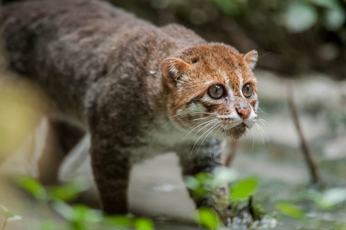 Phân bố ở bán đảo Mã Lai, đảo Borneo và Sumatra,  mèo đầu phẳng (Prionailurus planiceps) được coi là một trong những gương mặt kỳ lạ nhất trong họ Mèo. Ảnh: Rainforest Action Network.