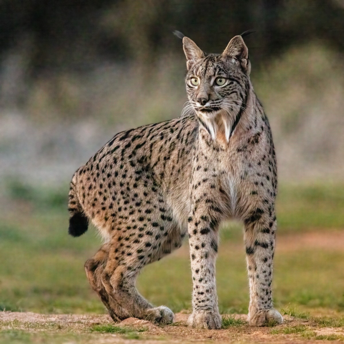 Là một trong bốn loài thuộc chi Linh miêu (Lynx) trong họ Mèo,  linh miêu Iberia (Lynx pardinus) được coi là loài mèo hoang dã đang ở trong tình trạng nguy cấp nhất thế giới. Ảnh: Wikipedia.