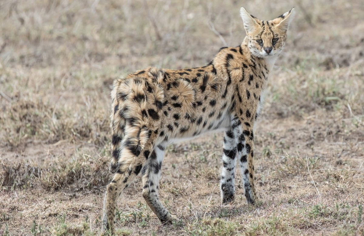  Linh miêu đồng cỏ (Leptailurus serval) hay serval là một loài mèo hoang dã phân bố tại châu Phi, chủ yếu là phía Nam của sa mạc Sahara và một số địa phương ở bắc Phi. Ảnh: Panthera.org.