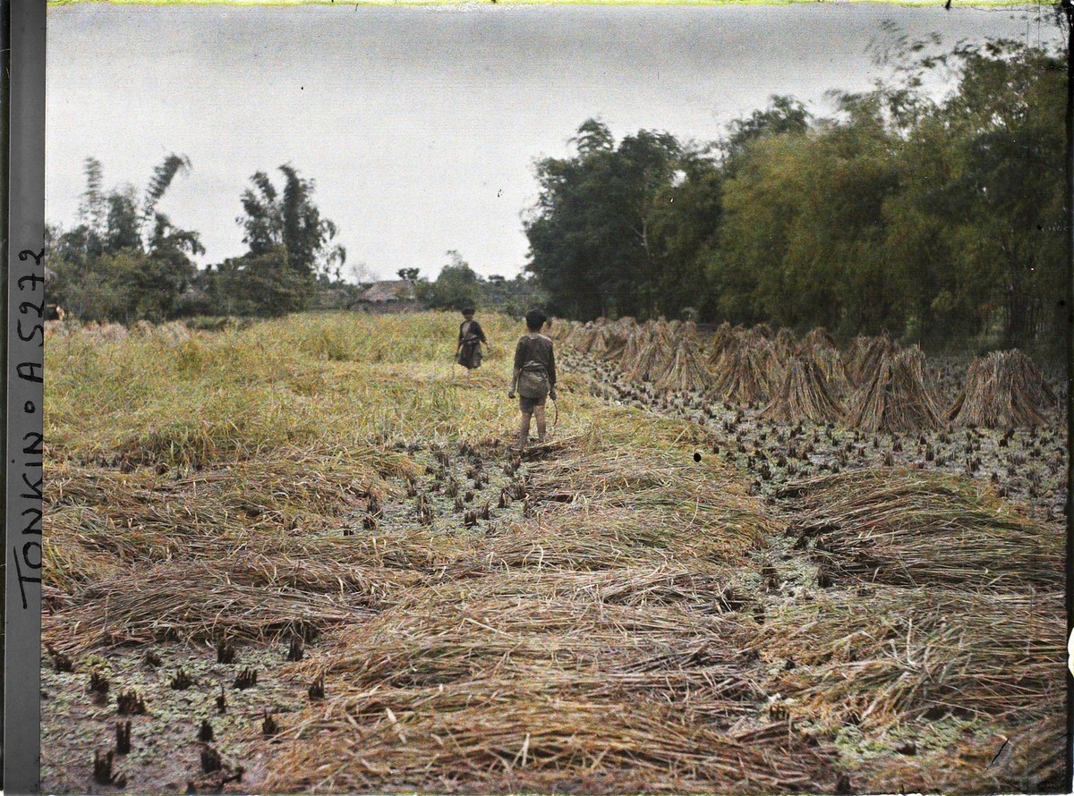 Trên cánh đồng mùa gặt,  Bắc Bộ năm 1914-1915. Ảnh: Léon Busy/ Collections.albert-kahn.hauts-de-seine.fr.