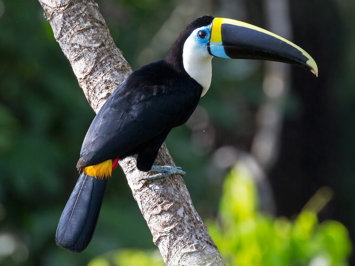 Tu căng họng trắng (Ramphastos tucanus) dài 53-60 cm, phân bố ở miền Bắc của Nam Mỹ. Giống các loài  chim tu căng khác sống cùng khu vực, chúng sinh sản trong các hốc cây, thường tận dụng tổ chim gõ kiến bỏ hoang làm nơi trú ngụ. Ảnh: Ảnh: eBird.