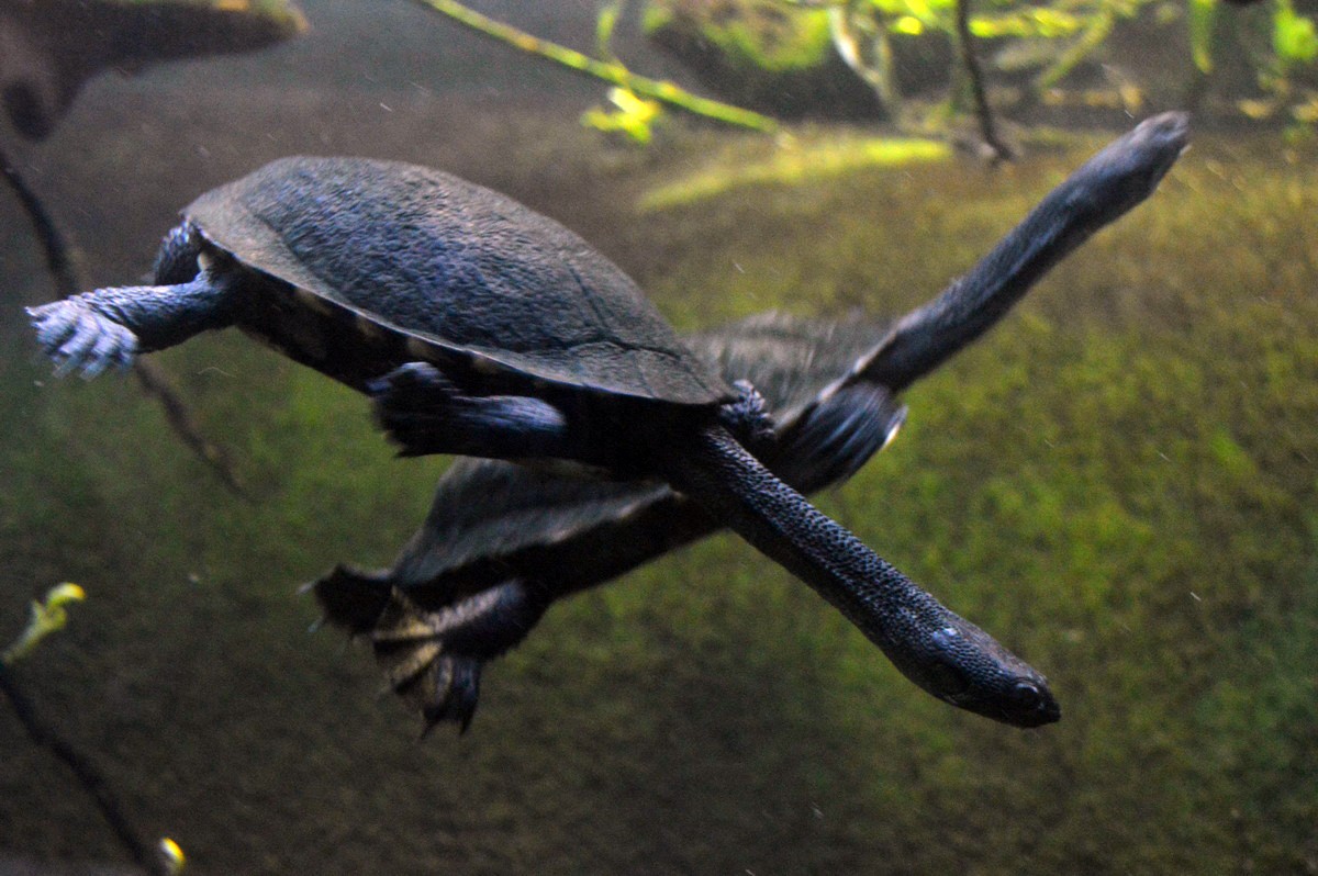 Rùa cổ rắn Úc (Chelodina longicollis) dài 25 cm, phân bố ở Australia.  Loài rùa nước ngọt nhút nhát này có cổ dài bất thường, hữu dụng khi chúng vươn đầu lên mặt nước để bắt mồi.