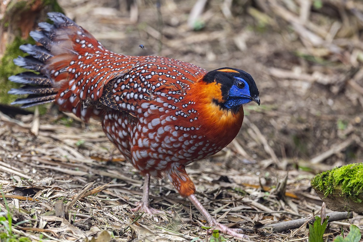  Gà lôi tía (Tragopan temminckii). Kích thước: Dài 55-64 cm. Khu vực phân bố: Lào Cai (Sa Pa, trên độ cao 2.000–3.000 mét), Yên Bái (Mù Cang Chải, độ cao 1.600 mét). Tình trạng bảo tồn: Ít quan tâm (Sách Đỏ IUCN), Rất nguy cấp (Sách Đỏ Việt Nam); IB-NĐ06/2019. Ảnh: eBird.