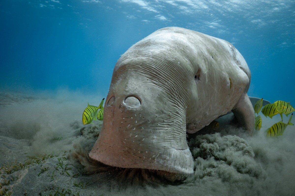  Bò biển, còn gọi là cá cúi hay dugon (Dugong dugon) là một loài vật độc đáo và quý hiếm sinh sống ở các vùng biển Côn Đảo và Phú Quốc của Việt Nam. Ảnh: Dmitry Kokh.