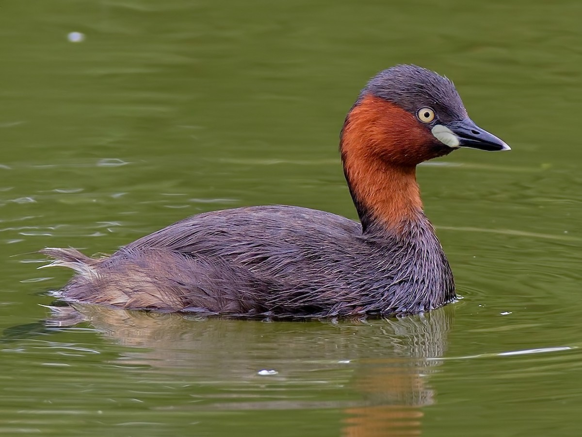 Le hôi (Tachybaptus ruficollis) dài 23-29 cm, có mặt khắp lục địa Á - Âu và châu Phi. Loài  chim lặn nhỏ và mập này có lông cổ chuyển sang màu đỏ khi đến mùa sinh sản. Là loài phân bố rộng nhất trong các loài le, chúng có cả ở Việt Nam. Ảnh: eBird.