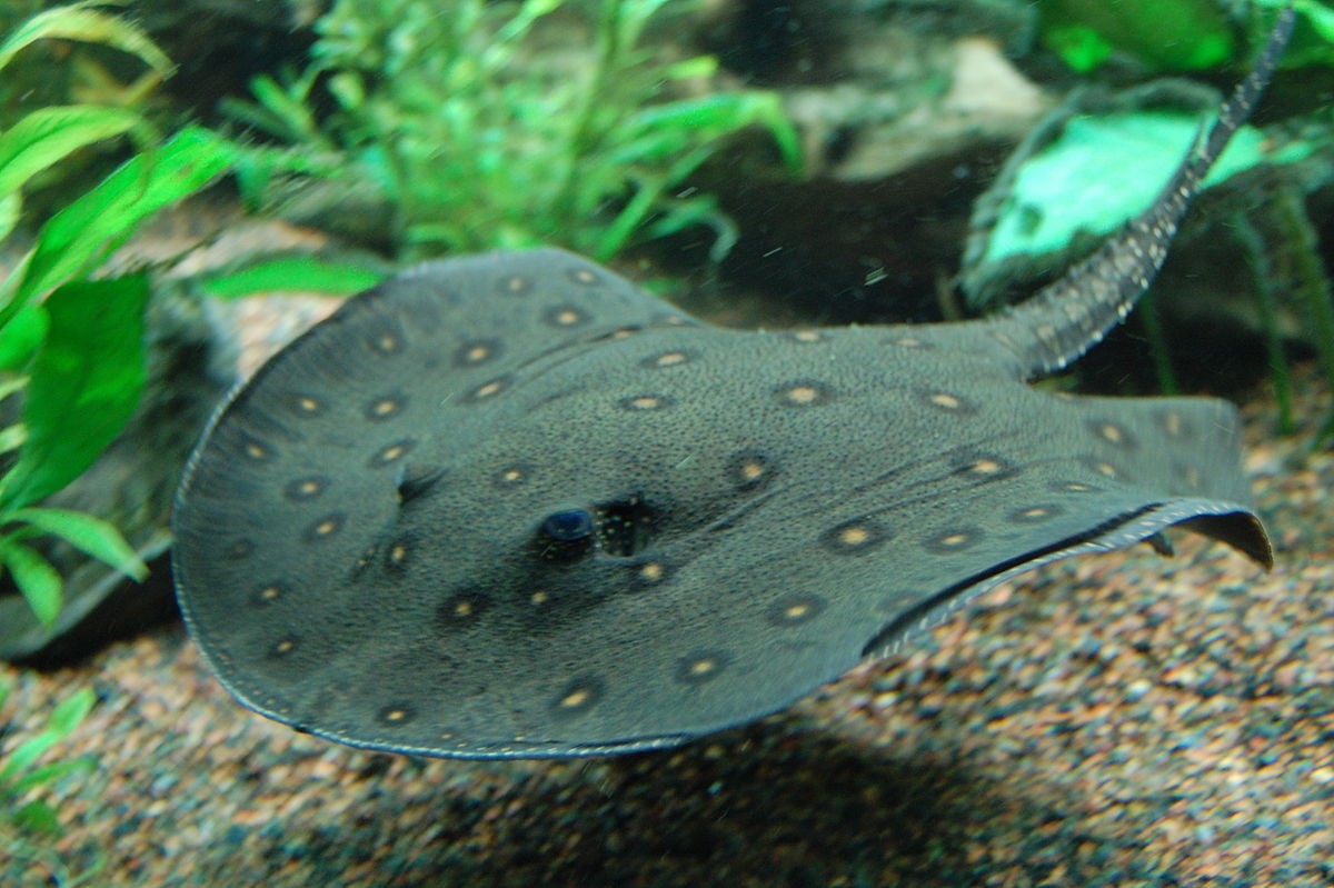  Cá đuối nước ngọt (Stingrays/chi Potamotrygon). Kích cỡ tối đa: 90 cm. Đặc điểm nổi bật: Là những loài cá đuối hiếm hoi sống trong môi trường nước ngọt, có hoa văn hấp dẫn.