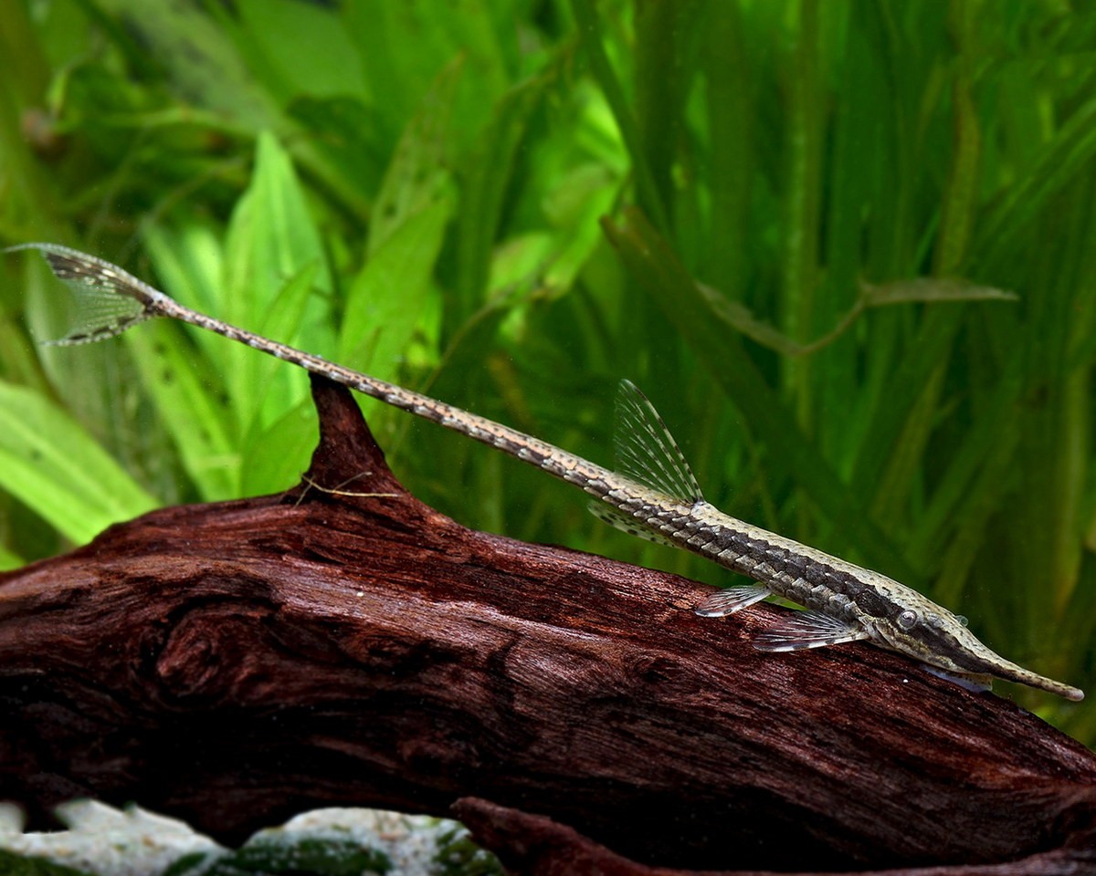  Cá trực thăng (Royal Farlowella Catfish / Sturisoma panamense). Kích cỡ tối đa: 20 cm. Đặc điểm nổi bật: Thân hình thon dài, vây nhọn bắt mắt, toàn cơ thể phủ lớp vảy cứng như bọc giáp.