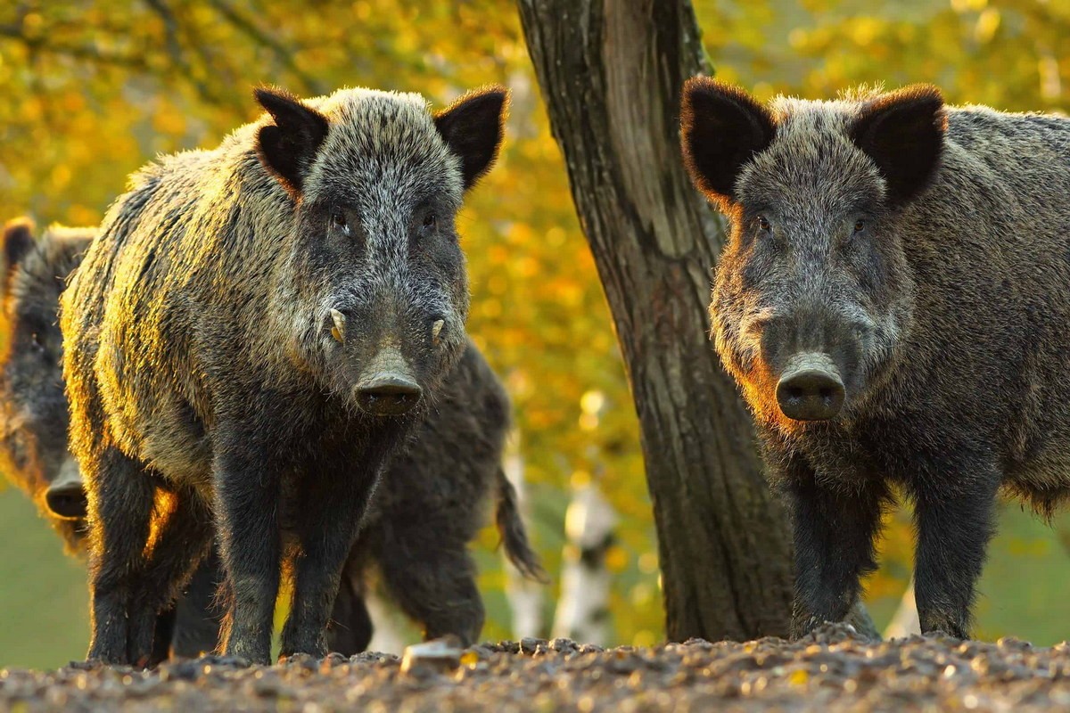  Lợn rừng (Sus scrofa). Kích thước: Đầu và thân dài 90–200 cm. Khu vực phân bố: khắp lục địa Á – Âu. Tình trạng bảo tồn trong Sách Đỏ IUCN: Ít quan tâm. Ảnh: AZ Animals.