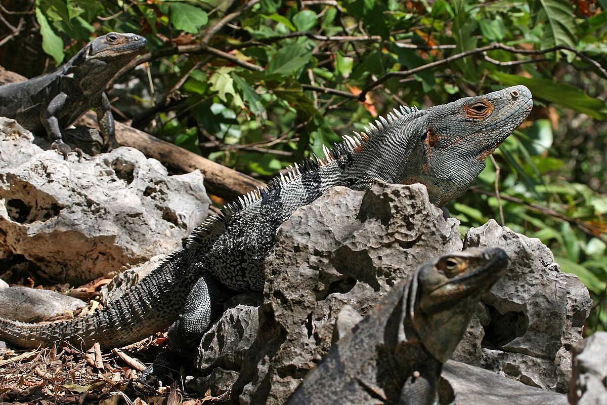 Cự đà đen (Ctenosaura similis) thuộc họ Cự đà, dài 90 cm, phân bố ở Trung Mỹ. Loài  thằn lằn này sống theo đàn, trong đó có một con đực đầu đàn. Chúng thường ăn thực vật, nhưng đôi khi cũng ăn thằn lằn nhỏ.