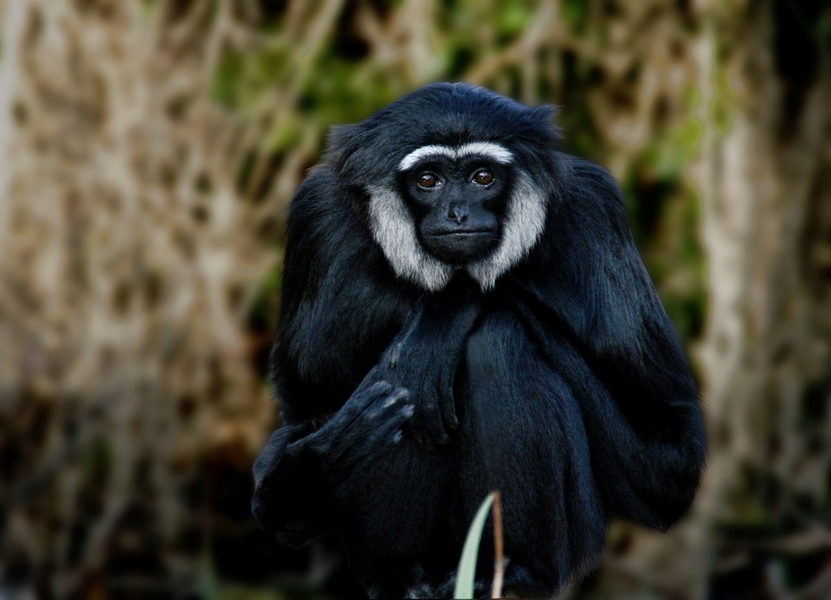 Vượn tay đen (Hylobates agilis) dài 45-64, sống ở Thái Lan, Indonesia và Malaysia. Mặc dù có màu lông đa dạng (xám, nâu, đen), tất cả vượn tay đen đều có lông mày trắng. Riêng con đực của  loài vượn này còn có má trắng.