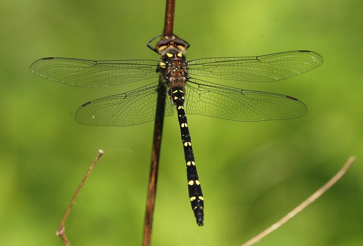 Chuồn chuồn đuôi sọc hai chấm (Cordulegaster maculata) dài 8 cm, phân bố ở Đông Hoa Kỳ và Đông Nam Canada. Loài chuồn chuồn này ưa các dòng suối sạch trong sinh cảnh rừng.