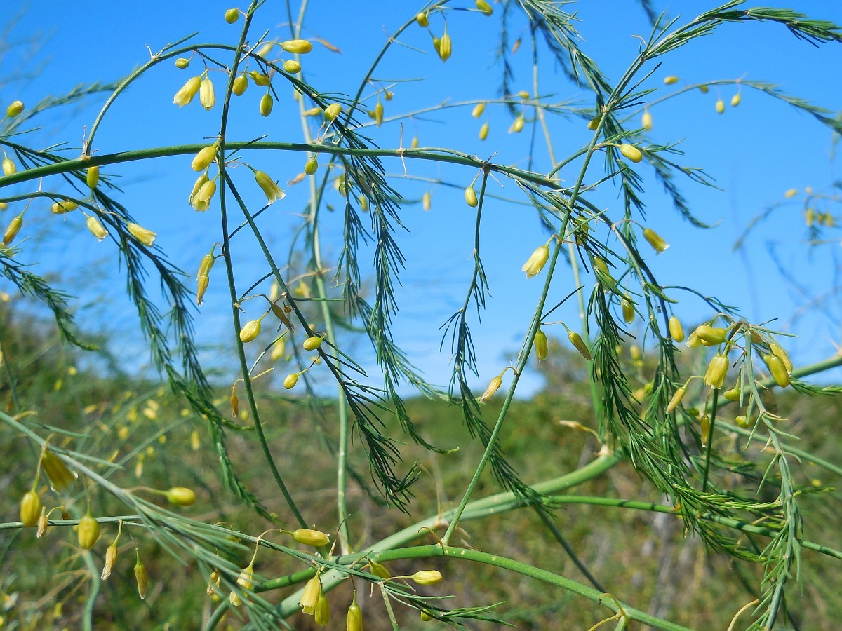  Măng tây (Asparagus officinalis) cao 2 mét, có nguồn gốc từ châu Âu. Được trồng để lấy đọt làm thực phẩm, loài cây này sẽ mọc thành cây cao có lông tơ nếu để sinh trưởng bình thường.