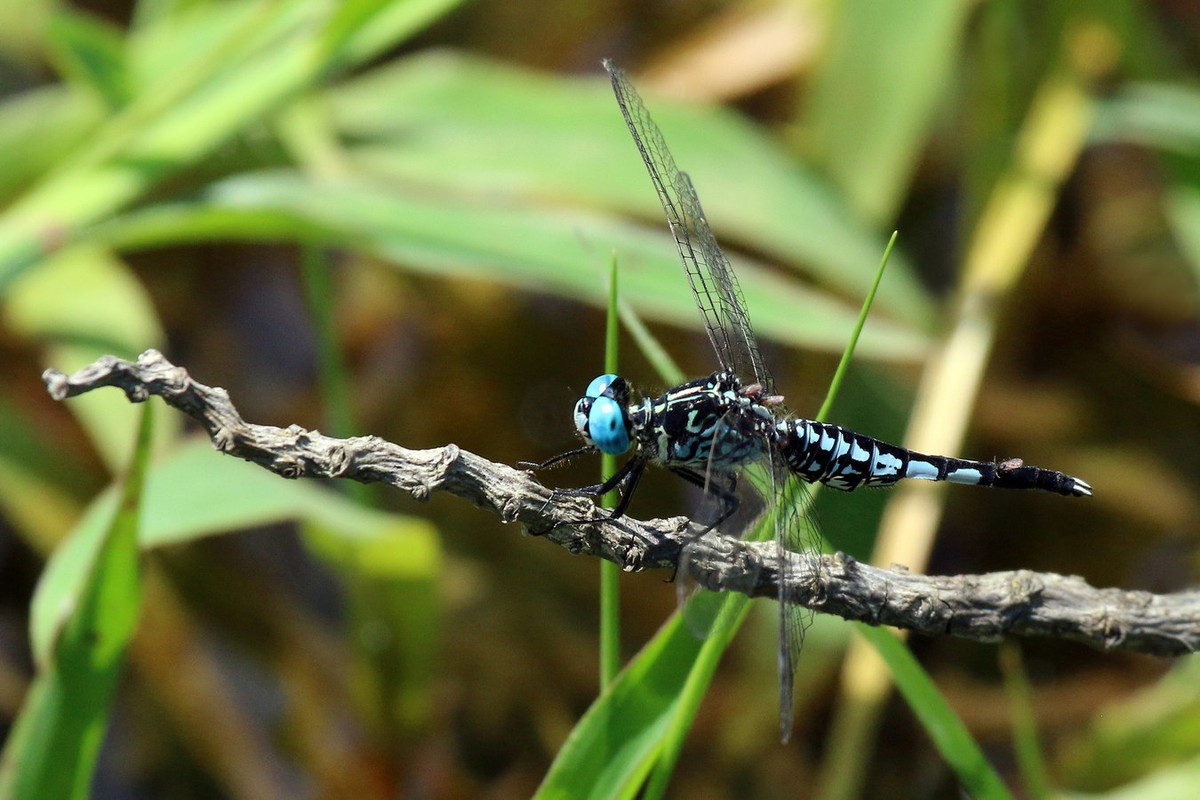  Chuồn chuồn Acisoma panorpoides. Ảnh: Wikipedia.