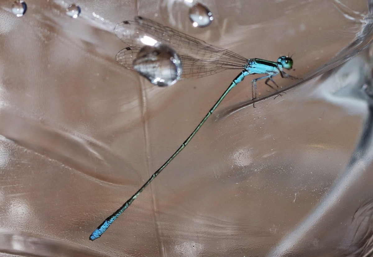  Chuồn chuồn kim Aciagrion borneense. Ảnh: Dragonflies and damselflies of Vietnam.